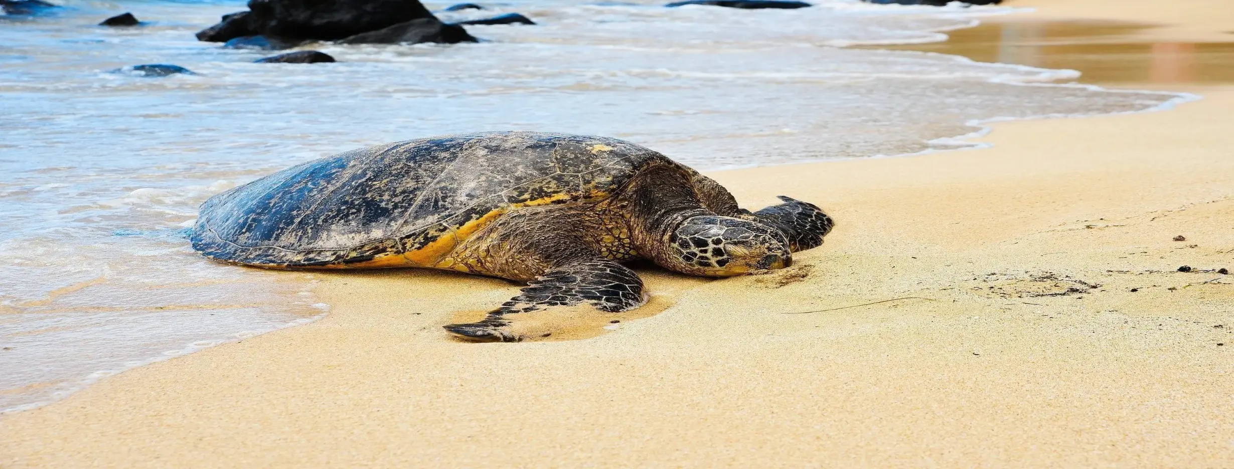 Image for Turtle Watching